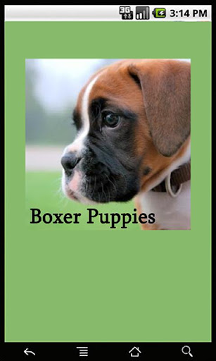 Boxer Puppies