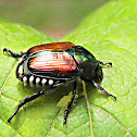 Beetle - Japanese beetle