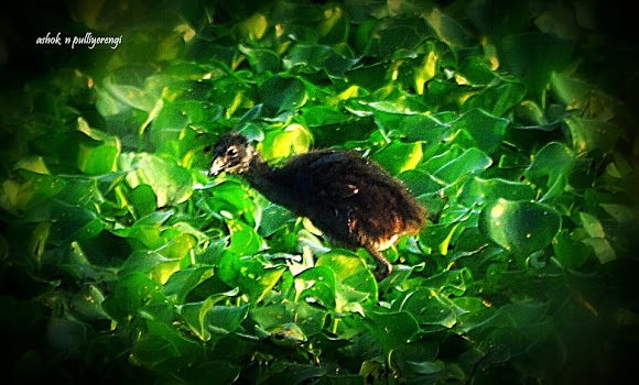 Spotting Image 1