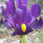 Spanish Iris