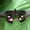 Ruby Spotted Swallowtail