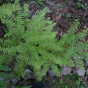 Northern Maidenhair Fern