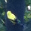 American Goldfinch