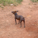 Cuban hairless dog (Cane)