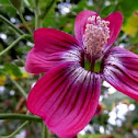 Mallow (Malva) assurgentiflora