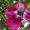 Mallow (Malva) assurgentiflora