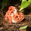Basket Stinkhorn