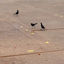 Common Grackle
