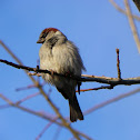 House Sparrow (Male)