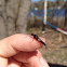 Mayfly
