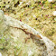 Cuban Brown Anole