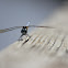Blue Dasher