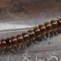 Flat-Backed Millipede