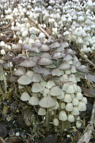 Spotting Image 1