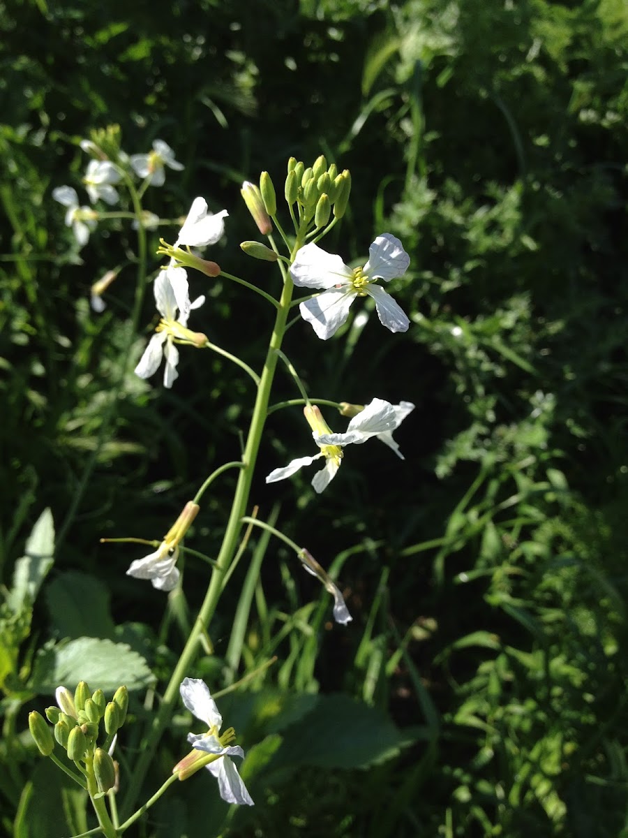Wild Radish