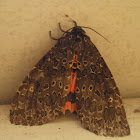 Arctiid moth