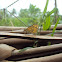 Palm dart