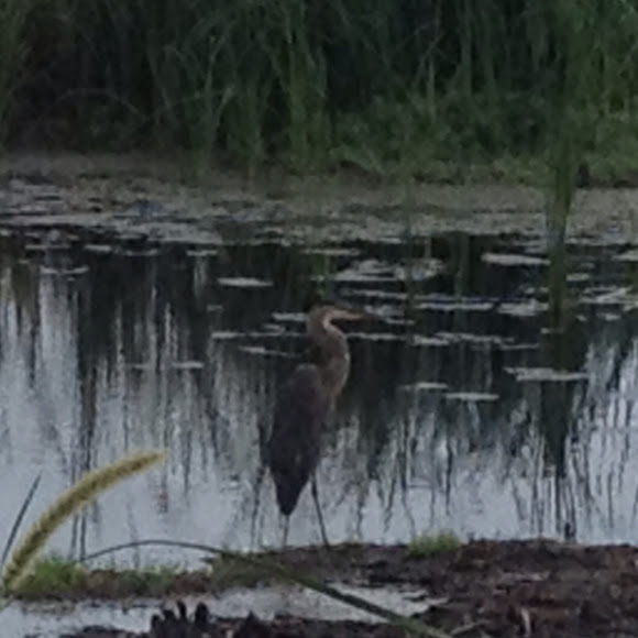 Spotting Image 1