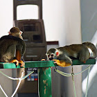 Squirrel Monkey