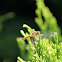 White-faced Meadowhawk