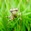 Bark Mantis