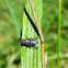 House Fly