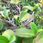 Mockingbird Nest