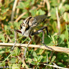 Robber fly, female