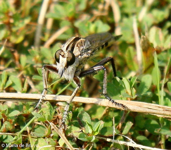 Spotting Image 1