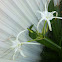 White Spider Lily