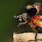 Weevil