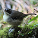 White-browed Scrubwrens