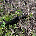 Florida Green Watersnake