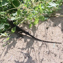 Carolina Anole