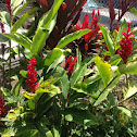 Red ginger