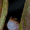 Cophixalus australis