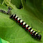Euploea eunice
