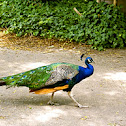 Indian Peafowl