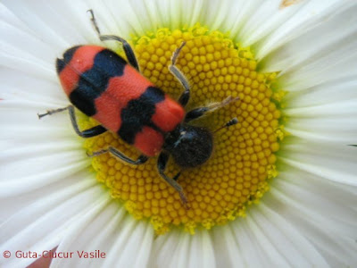 blackred-bug01