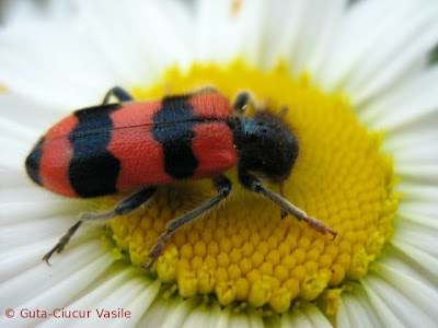 blackred-bug02