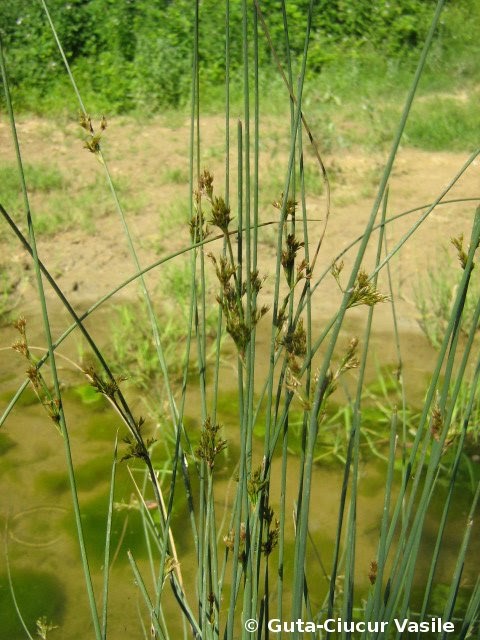 alien water plant 01