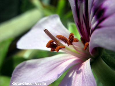 A flower waiting a butterfly