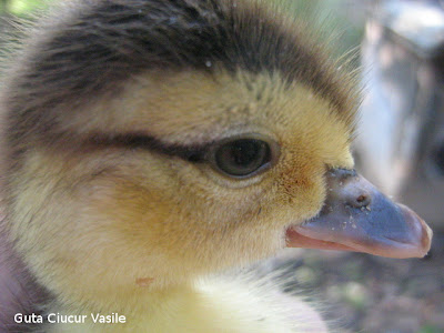a nice little duck