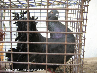 black fantail hen pigeon nr.4
