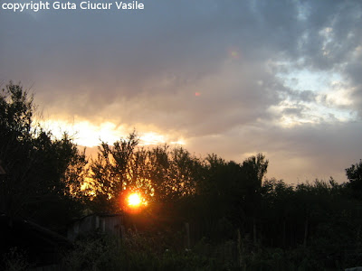 sunshine in my garden 01