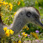 Greater Rhea