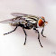 Flesh fly