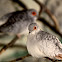Diamond Dove