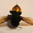 Orchid bee