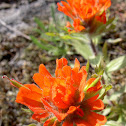 Indian Paintbrush